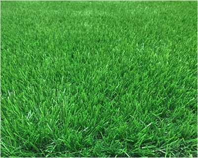 Kaya Landscape 30mm Premium Front